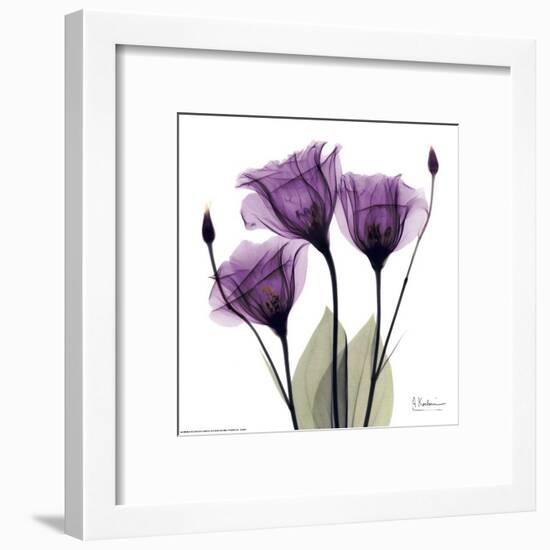 Royal Purple Gentian Trio-Albert Koetsier-Framed Art Print