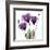 Royal Purple Gentian Trio-Albert Koetsier-Framed Art Print