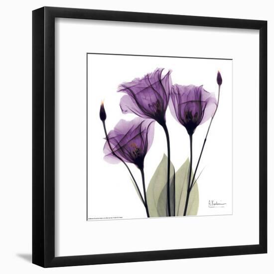 Royal Purple Gentian Trio-Albert Koetsier-Framed Art Print