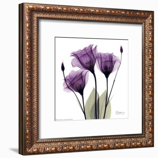 Royal Purple Gentian Trio-Albert Koetsier-Framed Art Print