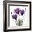 Royal Purple Gentian Trio-Albert Koetsier-Framed Art Print