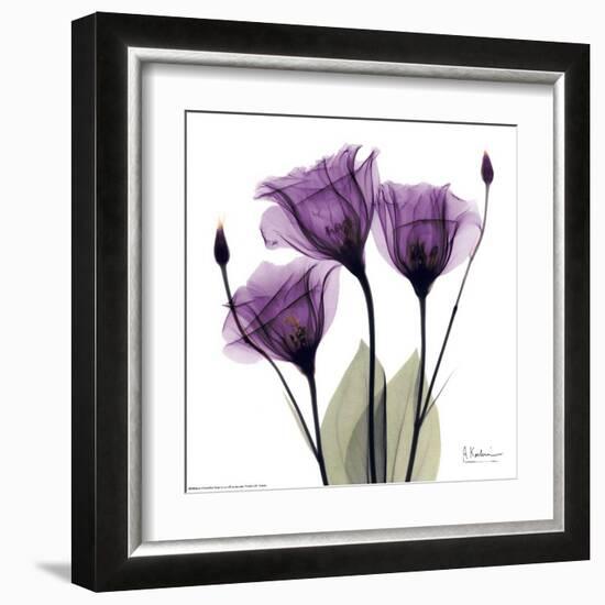 Royal Purple Gentian Trio-Albert Koetsier-Framed Art Print