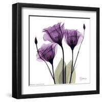 Royal Purple Gentian Trio-Albert Koetsier-Framed Art Print