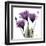 Royal Purple Gentian Trio-Albert Koetsier-Framed Art Print