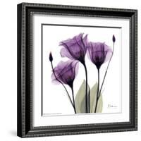 Royal Purple Gentian Trio-Albert Koetsier-Framed Art Print