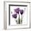 Royal Purple Gentian Trio-Albert Koetsier-Framed Art Print