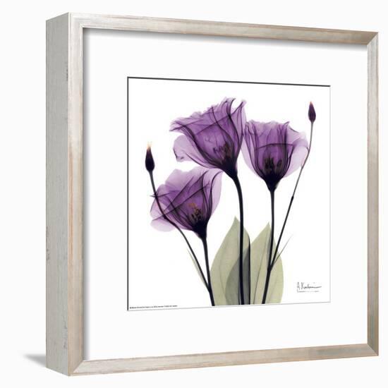 Royal Purple Gentian Trio-Albert Koetsier-Framed Art Print