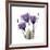 Royal Purple Gentian Trio-Albert Koetsier-Framed Premium Giclee Print