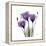 Royal Purple Gentian Trio-Albert Koetsier-Framed Stretched Canvas