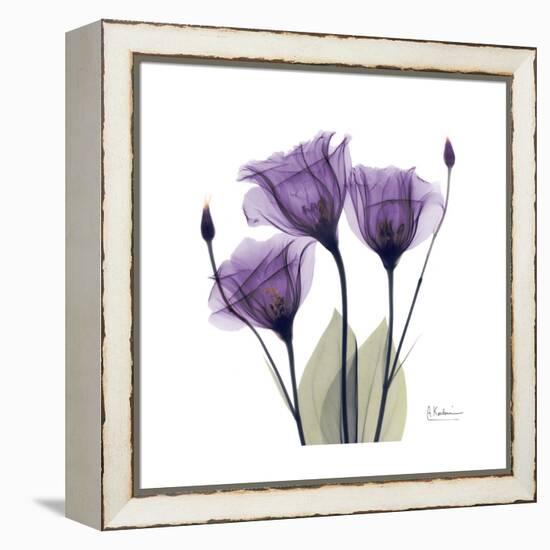 Royal Purple Gentian Trio-Albert Koetsier-Framed Stretched Canvas