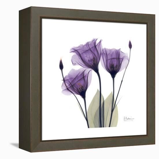 Royal Purple Gentian Trio-Albert Koetsier-Framed Stretched Canvas