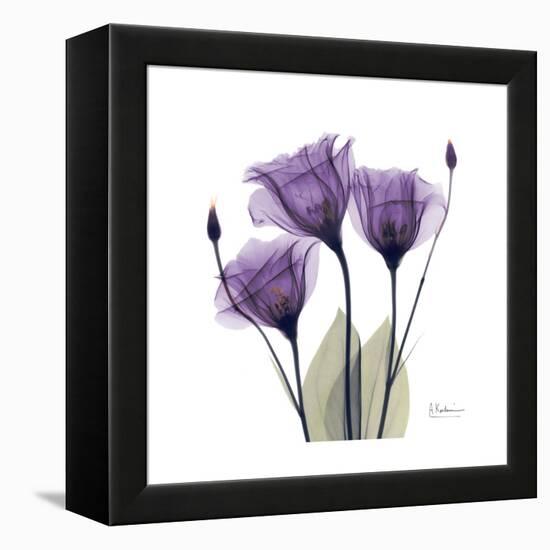 Royal Purple Gentian Trio-Albert Koetsier-Framed Stretched Canvas