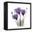 Royal Purple Gentian Trio-Albert Koetsier-Framed Stretched Canvas