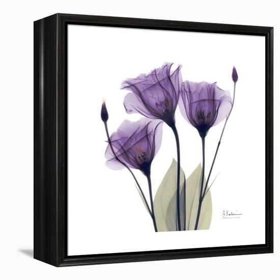 Royal Purple Gentian Trio-Albert Koetsier-Framed Stretched Canvas