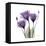 Royal Purple Gentian Trio-Albert Koetsier-Framed Stretched Canvas