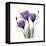 Royal Purple Gentian Trio-Albert Koetsier-Framed Stretched Canvas