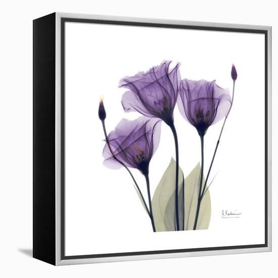 Royal Purple Gentian Trio-Albert Koetsier-Framed Stretched Canvas