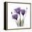 Royal Purple Gentian Trio-Albert Koetsier-Framed Stretched Canvas