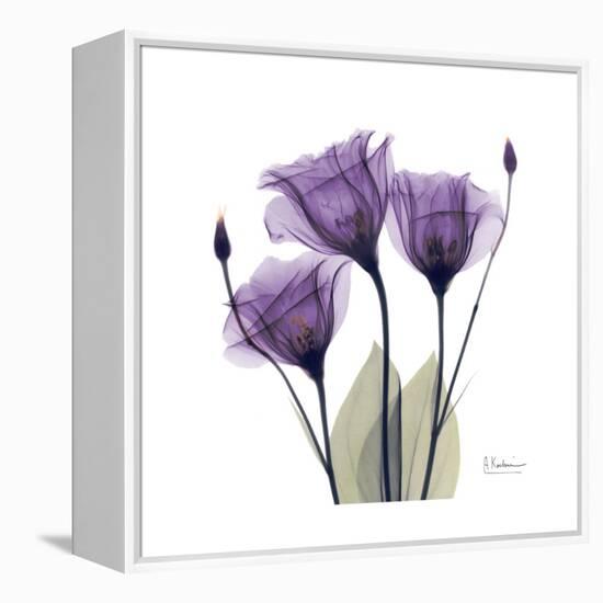 Royal Purple Gentian Trio-Albert Koetsier-Framed Stretched Canvas