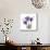Royal Purple Gentian Trio-Albert Koetsier-Mounted Premium Giclee Print displayed on a wall