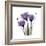 Royal Purple Gentian Trio-Albert Koetsier-Framed Premium Giclee Print