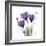 Royal Purple Gentian Trio-Albert Koetsier-Framed Premium Giclee Print