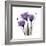 Royal Purple Gentian Trio-Albert Koetsier-Framed Premium Giclee Print