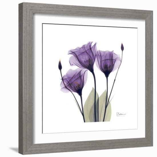 Royal Purple Gentian Trio-Albert Koetsier-Framed Premium Giclee Print