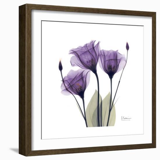 Royal Purple Gentian Trio-Albert Koetsier-Framed Premium Giclee Print