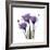 Royal Purple Gentian Trio-Albert Koetsier-Framed Premium Giclee Print