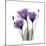 Royal Purple Gentian Trio-Albert Koetsier-Mounted Premium Giclee Print
