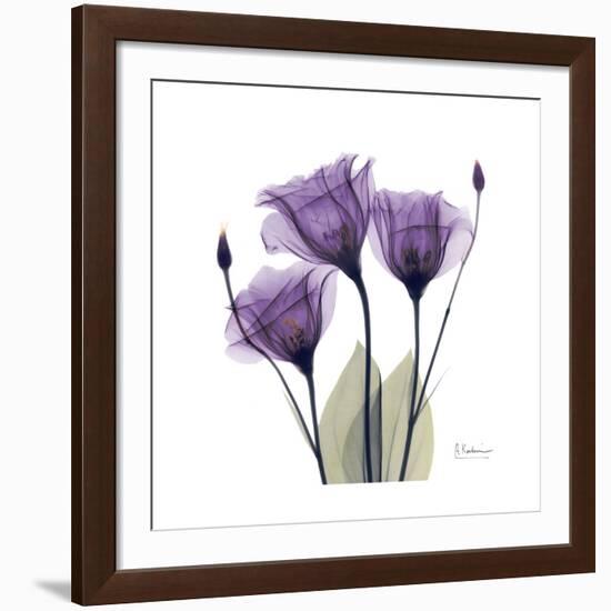 Royal Purple Gentian Trio-Albert Koetsier-Framed Giclee Print