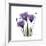 Royal Purple Gentian Trio-Albert Koetsier-Framed Giclee Print