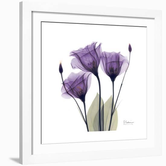 Royal Purple Gentian Trio-Albert Koetsier-Framed Giclee Print