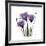 Royal Purple Gentian Trio-Albert Koetsier-Framed Giclee Print