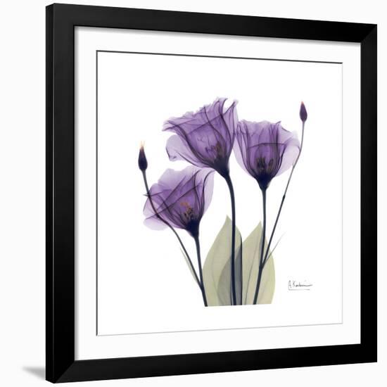 Royal Purple Gentian Trio-Albert Koetsier-Framed Giclee Print