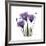 Royal Purple Gentian Trio-Albert Koetsier-Framed Giclee Print