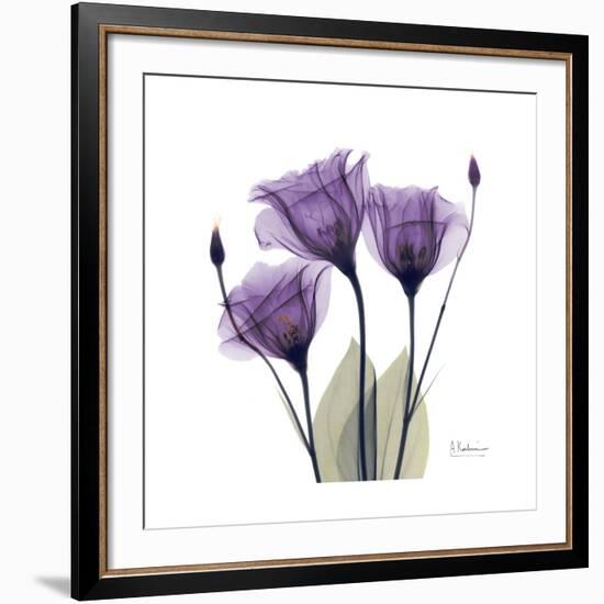Royal Purple Gentian Trio-Albert Koetsier-Framed Giclee Print