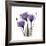 Royal Purple Gentian Trio-Albert Koetsier-Framed Giclee Print