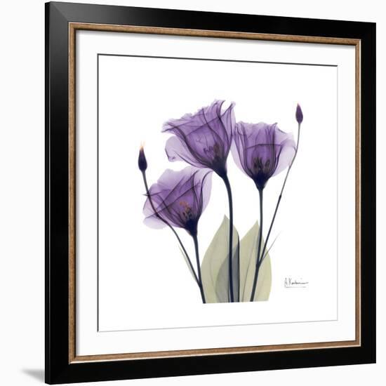 Royal Purple Gentian Trio-Albert Koetsier-Framed Giclee Print