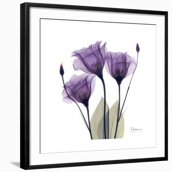 Royal Purple Gentian Trio-Albert Koetsier-Framed Giclee Print