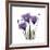 Royal Purple Gentian Trio-Albert Koetsier-Framed Giclee Print