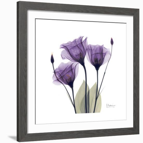 Royal Purple Gentian Trio-Albert Koetsier-Framed Giclee Print