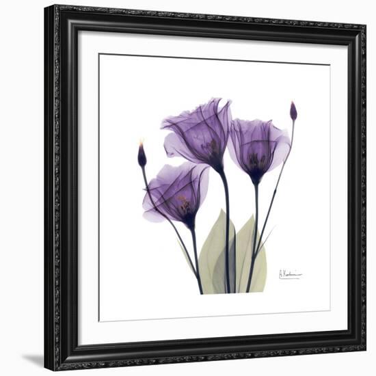 Royal Purple Gentian Trio-Albert Koetsier-Framed Giclee Print