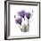 Royal Purple Gentian Trio-Albert Koetsier-Framed Giclee Print