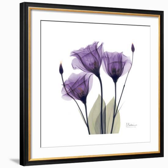 Royal Purple Gentian Trio-Albert Koetsier-Framed Giclee Print