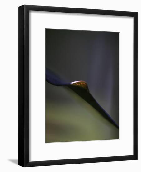 Royal Purple Leaf Abstraction I-Nicole Katano-Framed Photo