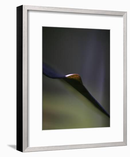 Royal Purple Leaf Abstraction I-Nicole Katano-Framed Photo