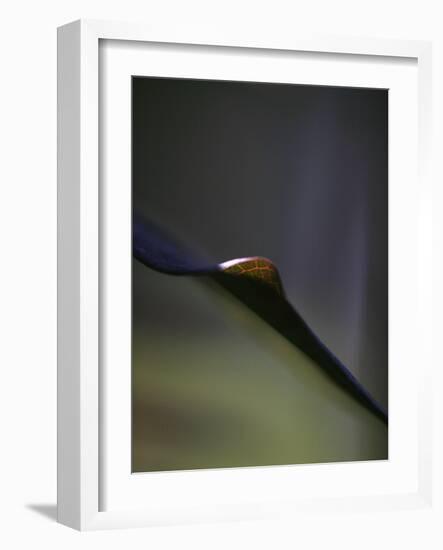 Royal Purple Leaf Abstraction I-Nicole Katano-Framed Photo