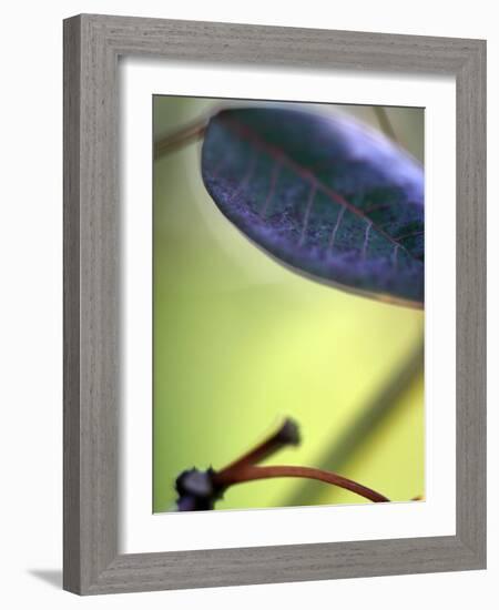 Royal Purple Leaf Abstraction II-Nicole Katano-Framed Photo